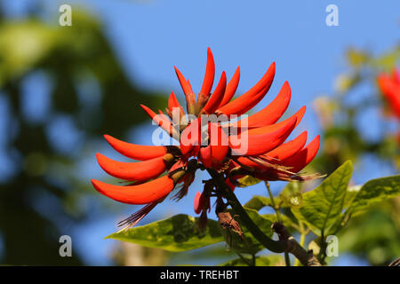 Korallenbaum (Erythrina spec.), Blütenstand, Südafrika, Westkap, Wilderness National Park Stockfoto