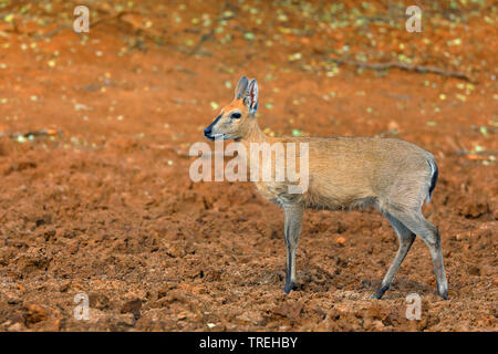 Common Duiker, Grey Duiker (Sylvicapra grimmia), jungen Mann an einem trockenen Wasser legen, Seitenansicht, Südafrika, Mokala National Park Stockfoto