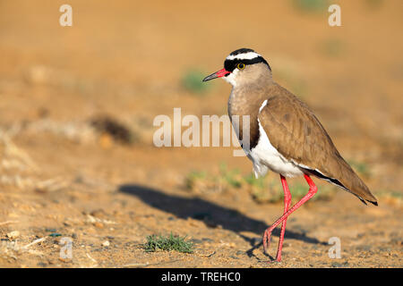 Gekrönt plover (Vanellus coronatus), in der Savanne, Südafrika, Eastern Cape, Mountain Zebra National Park Stockfoto