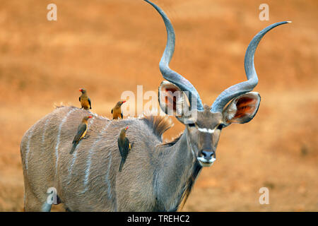 Mehr Kudu (Tragelaphus strepsiceros), männlich mit einer Truppe Red-billed oxpeckers auf der Rückseite, Südafrika, Mokala National Park Stockfoto