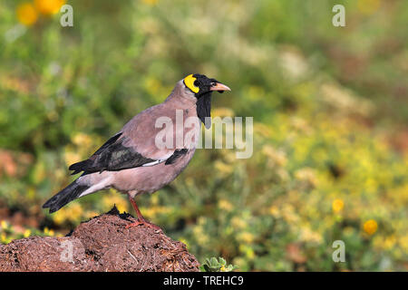 Gelbstirn-blatthühnchen starling (Creatophora cinerea), männlich, Südafrika, Eastern Cape, Addo Elephant National Park Stockfoto