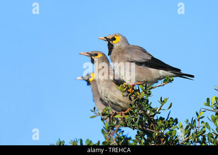 Gelbstirn-blatthühnchen starling (Creatophora cinerea), drei männlichen mit Zucht Gefieder auf einem Strauch, Südafrika, Eastern Cape, Addo Elephant National Park Stockfoto