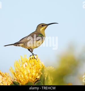 Gelb-getuftete malachite Sunbird (Nectarinia famosa), Weibliche sitzen auf Leucospermum, Südafrika Stockfoto