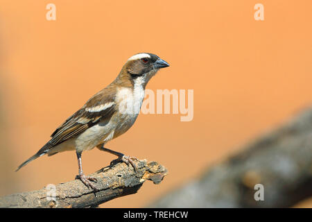 Weiß der tiefsten sparrow Weaver (Plocepasser mahali), sitzt auf einem Baum, Südafrika Stockfoto