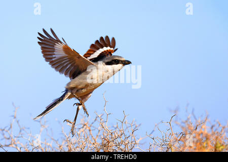 Southern Grey Shrike (Lanius excubitor Priamus, Lanius meridionalis), Starten, Kanarische Inseln, Fuerteventura Stockfoto