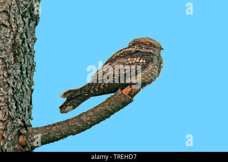 Europäische nightjar (Caprimulgus europaeus), auf einem Zweig sitzend, Deutschland, Nordrhein-Westfalen Stockfoto