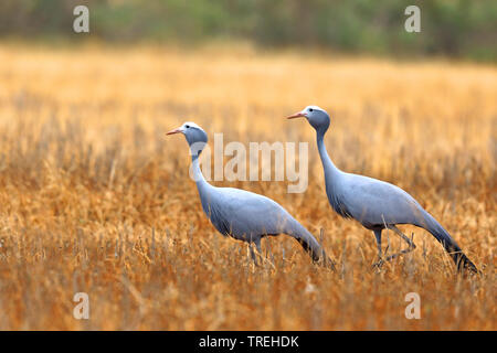 Stanley Kran, Blue Crane (Anthropoides rothschildi), Gruppe auf Feld, Südafrika Overberg Stockfoto