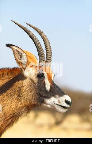 Pferdeantilope (Hippotragus Equinus), Porträt, Südafrika Stockfoto