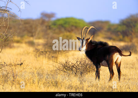 Rappenantilopen (Hippotragus niger), männlich im Grünland, Südafrika Stockfoto