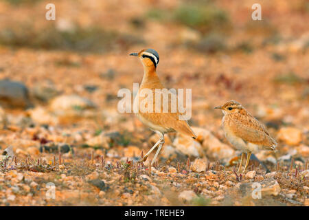 Cremefarbene Renner (Cursorius Cursor), Erwachsene mit Küken in Halbwüste, Kanarische Inseln, Fuerteventura Stockfoto