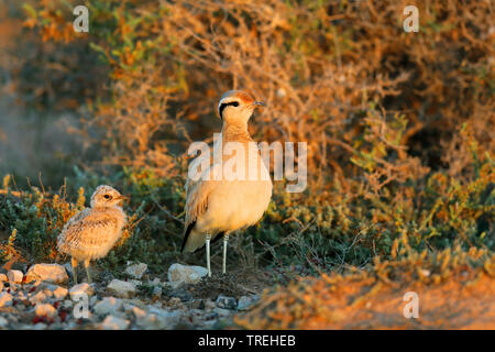 Cremefarbene Renner (Cursorius Cursor), Erwachsene mit Küken in Halbwüste, Kanarische Inseln, Fuerteventura Stockfoto