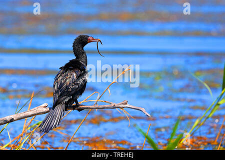 Reed Kormoran (Phalacrocorax africanus), sitzend auf einem Zweig mit seenadeln im Schnabel, Südafrika, Westkap, Wilderness National Park Stockfoto