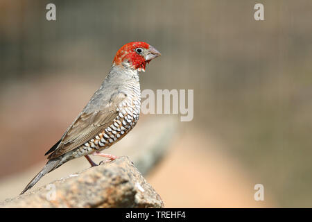 Paradies sparrow (Amadina erythrocephala), männlich Sitzen auf einem Stein, Südafrika, Eastern Cape, Mountain Zebra National Park Stockfoto