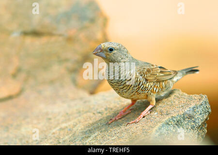 Paradies sparrow (Amadina erythrocephala), Weibliche sitzt auf einem Stein, Südafrika, Eastern Cape, Mountain Zebra National Park Stockfoto