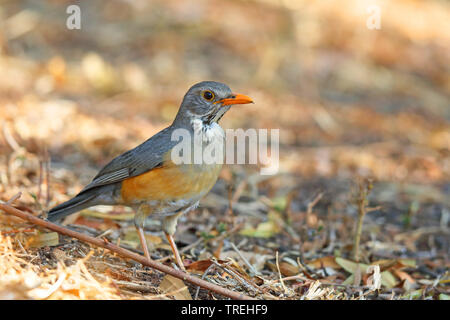 Kurrichane Thrush (Turdus libonyanus), auf dem Boden, Südafrika, Nord West Provinz, Pilanesberg National Park Stockfoto