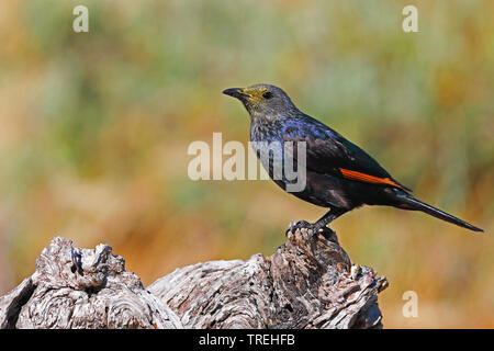 African Red-winged Starling (Onychognathus Morio), Weibliche auf Holz, Südafrika, Westkap, Wilderness National Park Stockfoto