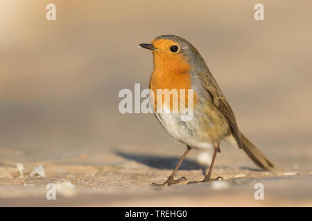 Europäische Robin (Erithacus Rubecula), auf dem Boden, Spanien Stockfoto