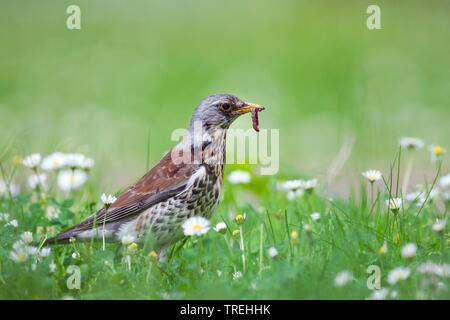 Wacholderdrossel (Turdus pilaris), mit Wurm in seiner Rechnung in einer Blumenwiese, Deutschland Stockfoto