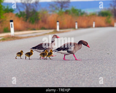 Graugans (Anser anser), Familie der Gänse Überqueren einer Straße, Österreich, Burgenland, Neusiedler See National Park Stockfoto