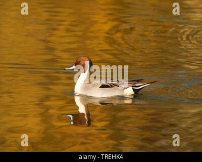 Northern pintail (Anas acuta), männlich schwimmen im Wasser, Deutschland, Baden-Württemberg Stockfoto