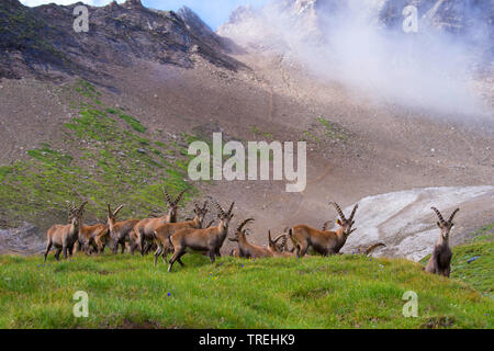 Alpensteinbock (Capra ibex, Capra ibex Ibex), Herde auf einer Bergwiese, Österreich, Kärnten, Nationalpark Hohe Tauern Stockfoto