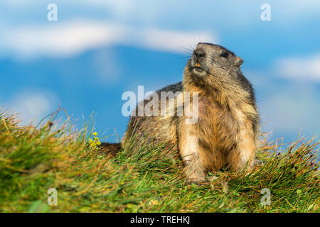 Alpine Murmeltier (Marmota marmota), sitzt in einer Bergwiese, Österreich, Kärnten, Nationalpark Hohe Tauern Stockfoto