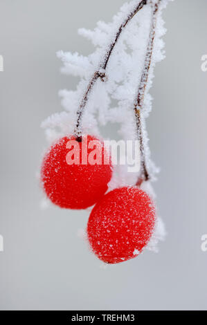 Wayfaring-Baum (Viburnum lantana), Beeren mit Rauhreif, Deutschland, Niedersachsen Stockfoto