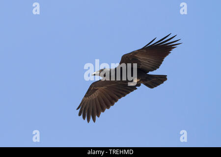 Ventilator - Raven angebundene (Corvus rhipidurus), im Flug, Oman Stockfoto