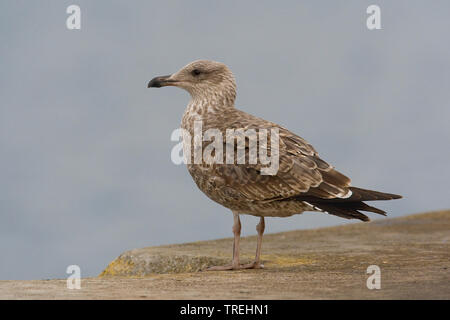 Atlantic Yellow-legged Gull (Larus michahellis Atlantis), sitzt auf einem Felsen, Azoren Stockfoto