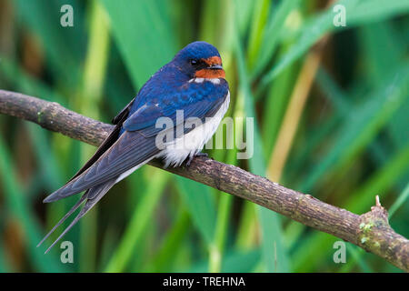 Rauchschwalbe (Hirundo rustica), auf einem Zweig, Italien Stockfoto