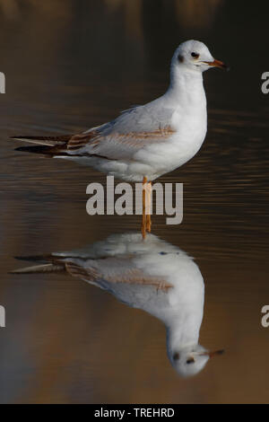 Lachmöwe (Larus ridibundus, Chroicocephalus ridibundus), Jugendliche in Wasser gehockt, Italien Stockfoto