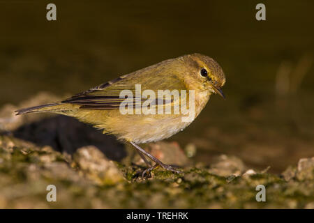 Chiffchaff (Phylloscopus collybita), auf dem Boden, Italien Stockfoto