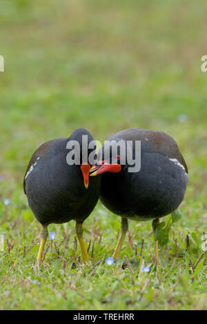 Sumpfhuhn (Gallinula chloropus), ein Paar in einer Wiese, Italien Stockfoto