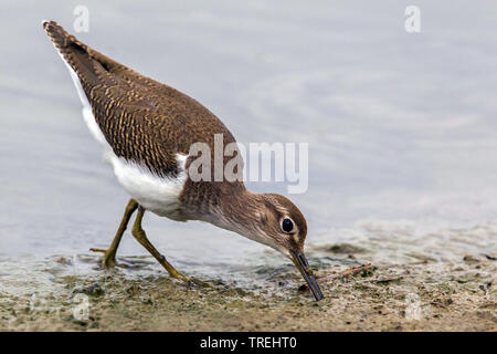 Flussuferläufer Actitis hypoleucos (Tringa, hypoleucos) auf den Feed, Italien Stockfoto