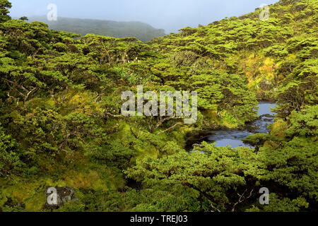 Lagoa Branca; Caldeira Branca, Azoren, Flores, Faja Grande Stockfoto