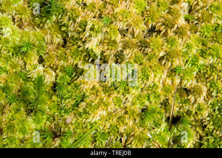 Sphagnum Moos (Sphagnum spec.), an der Caldeira Branca auf die Azoren, Azoren, Flores, Faja Grande Stockfoto