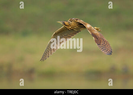 Eurasischen Rohrdommel (Botaurus stellaris), im Flug, Italien Stockfoto