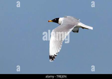 Große Lachmöwe, Pallas Gulls (Larus Ichthyaetus ichthyaetus ichthyaetus,), im Flug, Kuwait, Kuwait City Stockfoto