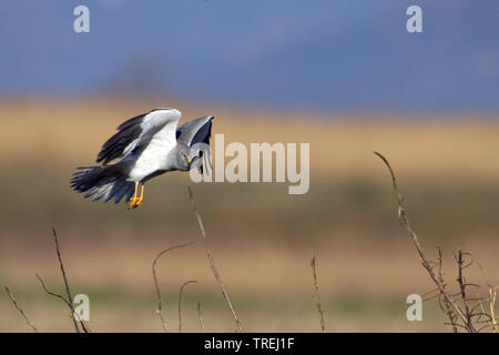 Kornweihe (Circus cyaneus), im Flug, Italien Stockfoto