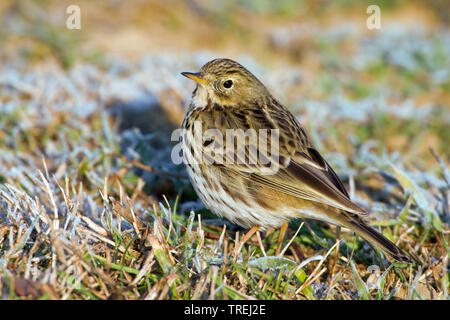 Wiesenpieper (Anthus pratensis), auf den Boden mit Raureif, Italien, Toskana Stockfoto