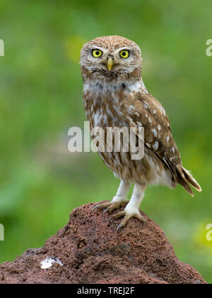 Süd-Osteuropäischen Steinkauz (Athene noctua Indigena, Athene indigena), auf dem Boden sitzend, Osten, Anatolien Anatolien Stockfoto