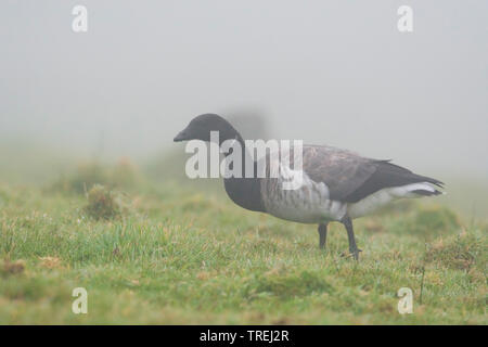 Ringelgans (Branta bernicla), im Morgennebel, Azoren, Azoren Corvo; Stockfoto