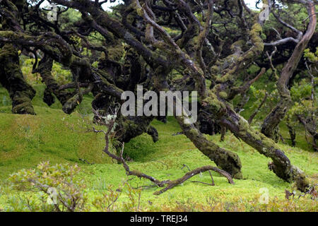 Lagoa Branca; Caldeira Branca, Azoren, Flores, Faja Grande Stockfoto