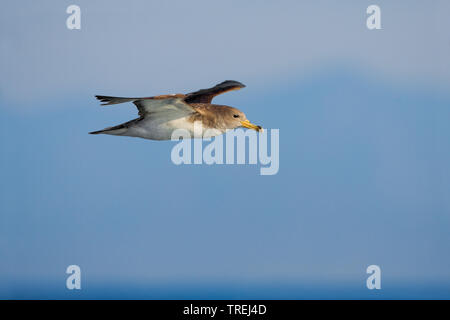 Der gelbschnabelsturmtaucher (Calonectris diomedea), im Flug, Italien Stockfoto