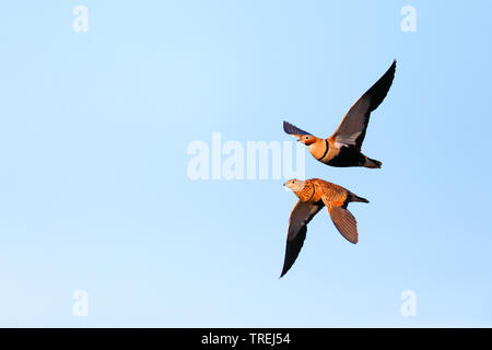 Schwarz-bellied sandgrouse (Pterocles orientalis), ein Paar im Flug, Kanarische Inseln, Fuerteventura Stockfoto