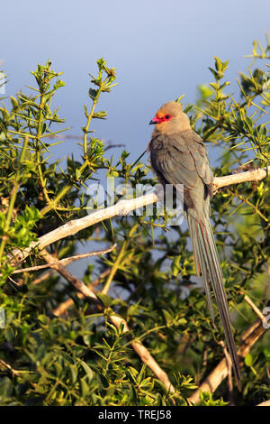 Red-faced mousebird (Urocolius indicus), sitzt auf einem Ast, Südafrika, Eastern Cape, Addo Elephant National Park Stockfoto