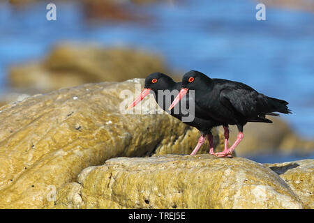 Afrikanischen schwarzen Austernfischer (Haematopus moquini), cople ona Rock am Ufer, Südafrika, Western Cape, Kap der Guten Hoffnung Nationalpark Stockfoto