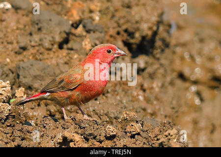 Red-billed Feuer Finch (Lagonosticta senegala), Male auf den Boden, Südafrika, Mokala National Park Stockfoto