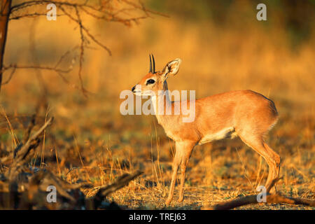 Steinböckchen (Raphicerus campestris), männlich steht in der Savanne, Südafrika, North West Provinz, Pilanesberg National Park Stockfoto