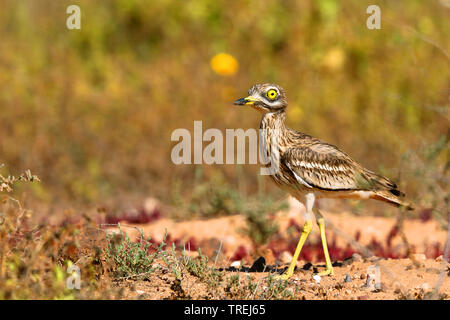 Stein - Curlew (Burhinus oedicnemus), Wanderungen in der Halbwüste, Kanarische Inseln, Fuerteventura Stockfoto